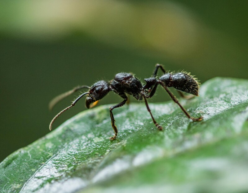Fabulous Insects - Ants