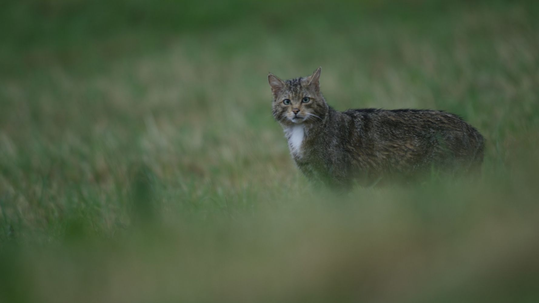 Chats D'Europe: Les Revenants