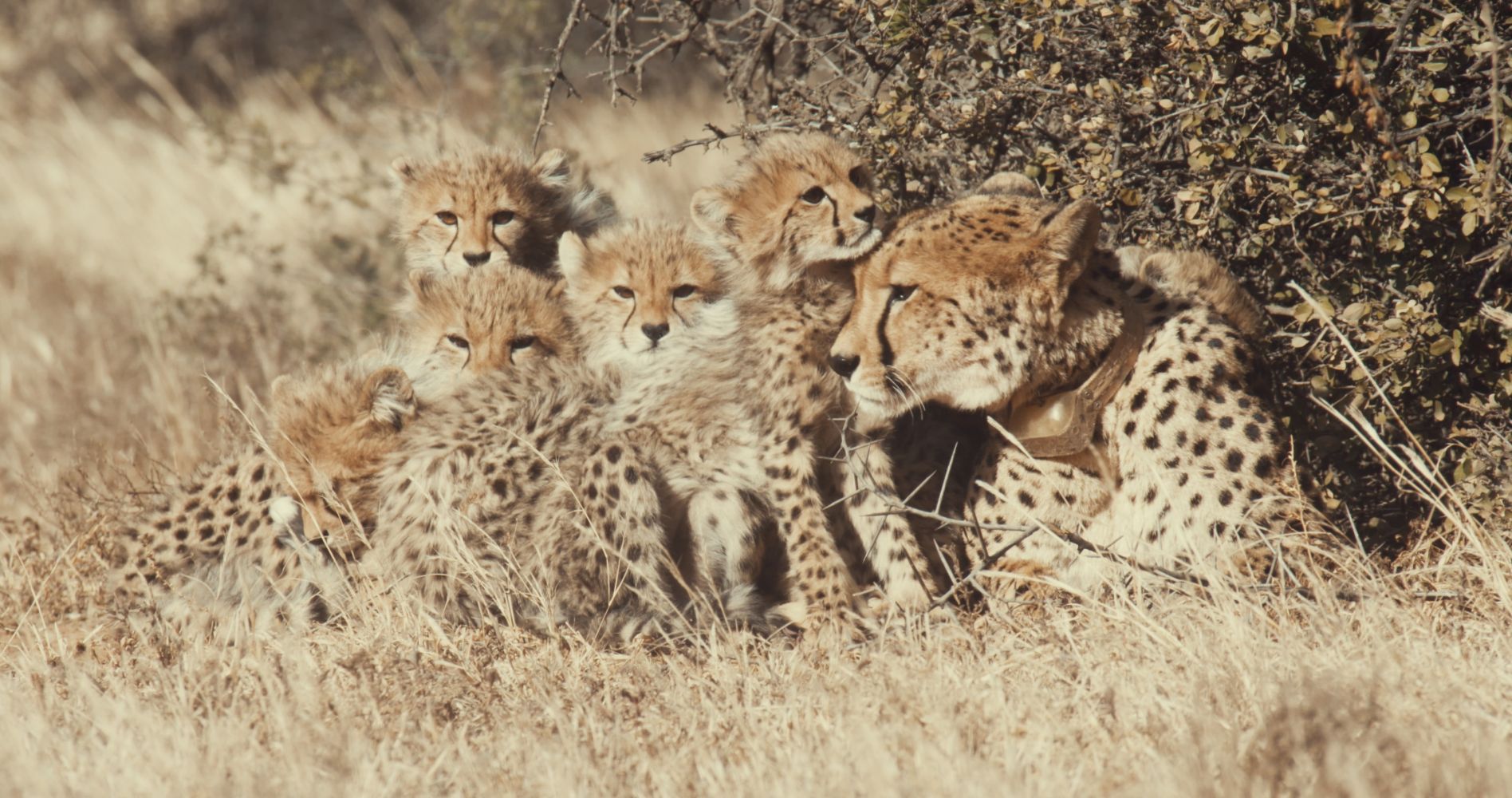 A Cheetah's Pride - EP2: Struggle to Survive