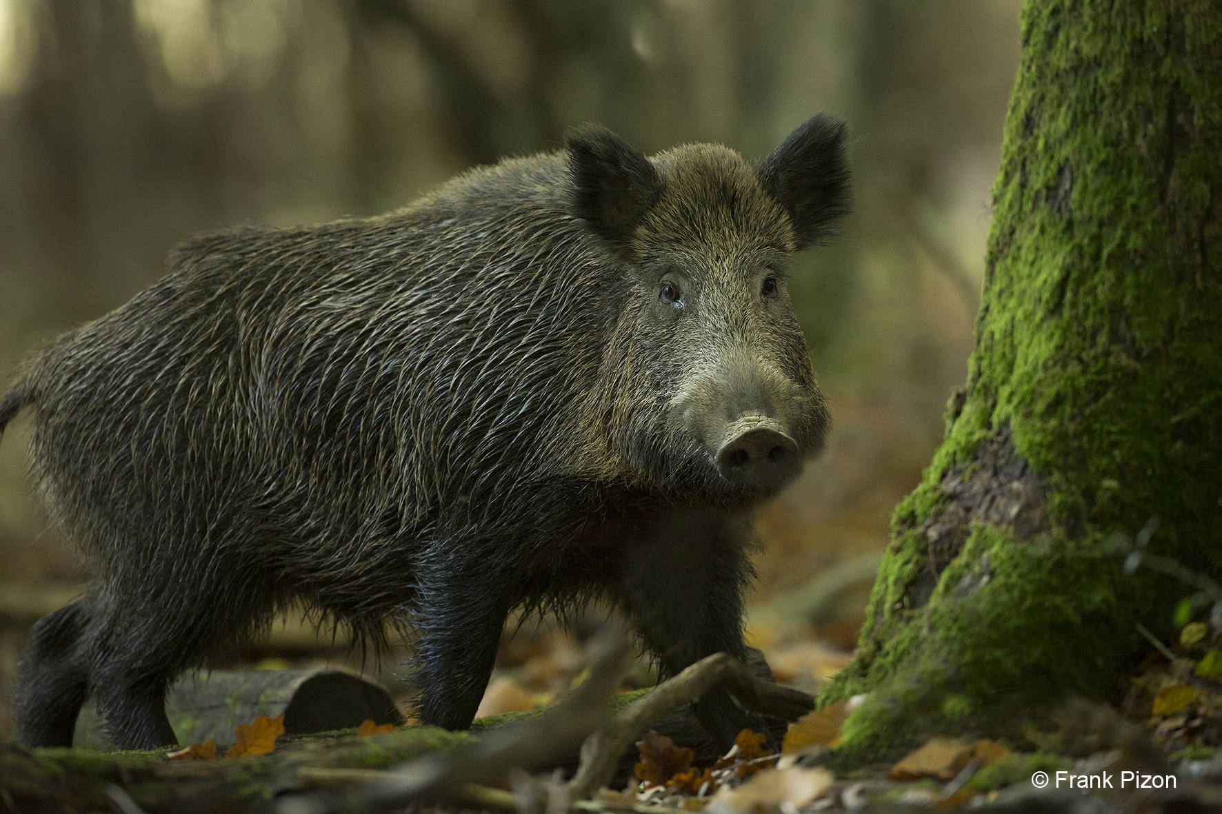 The Boar Next Door