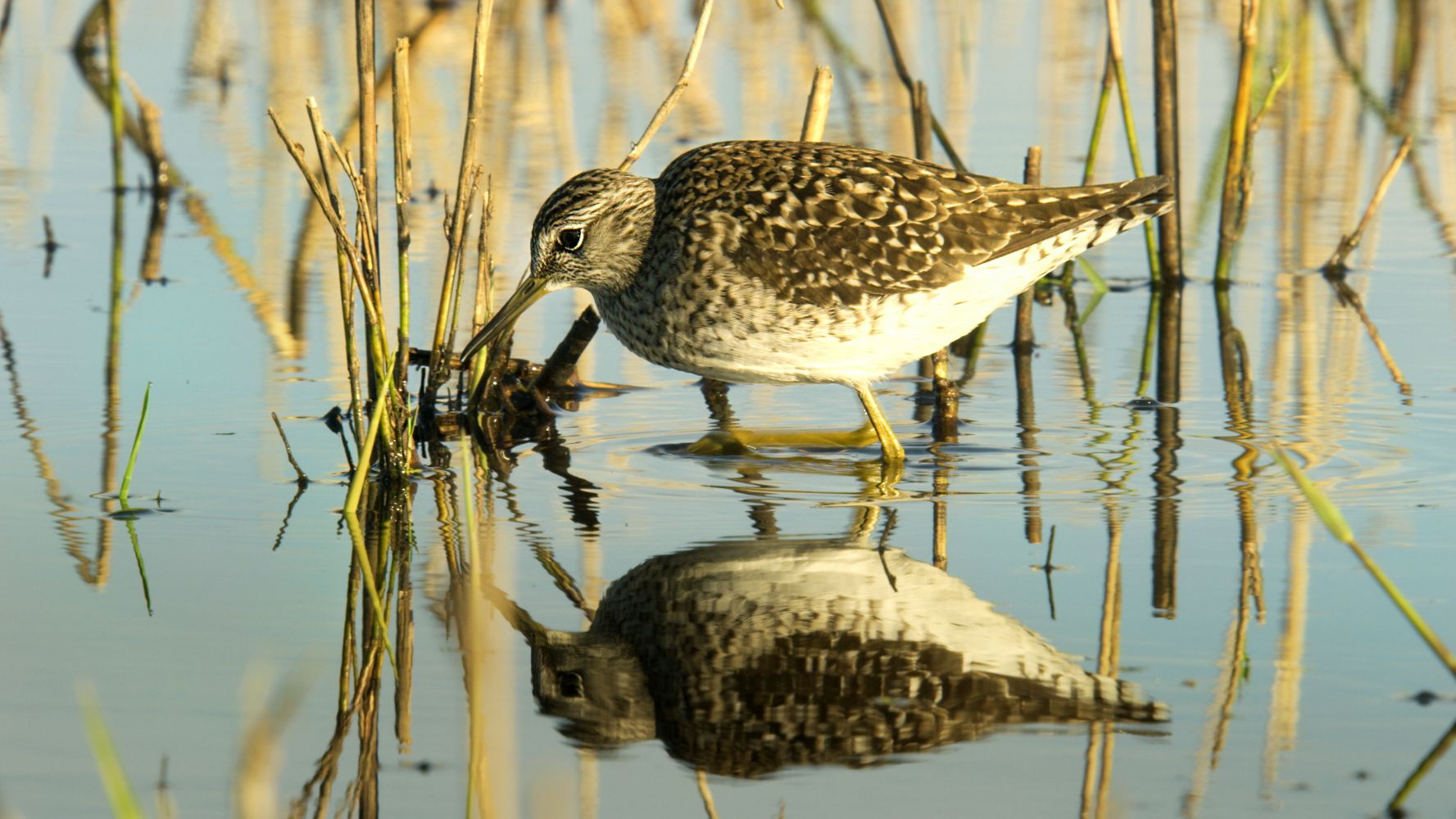 Drehkreuz Rieselfelder - Vogelparadies im Herzen Europas