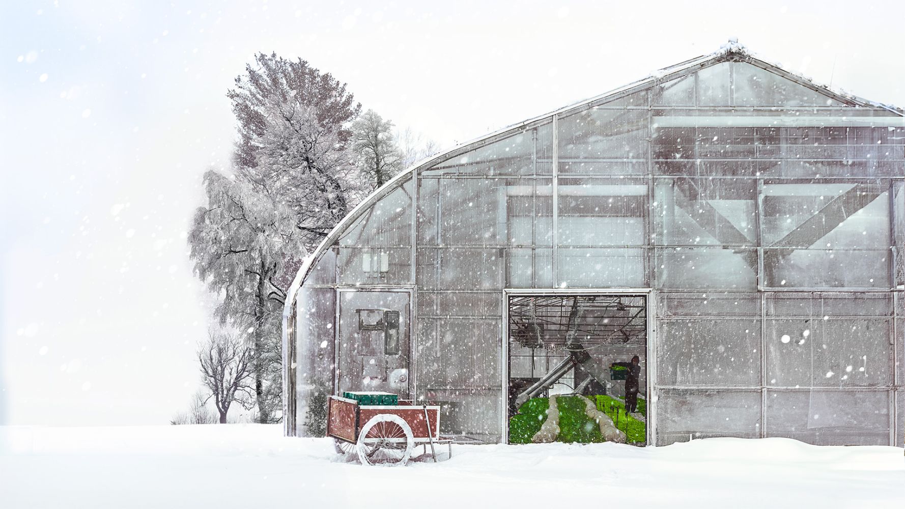 Winter Harvest