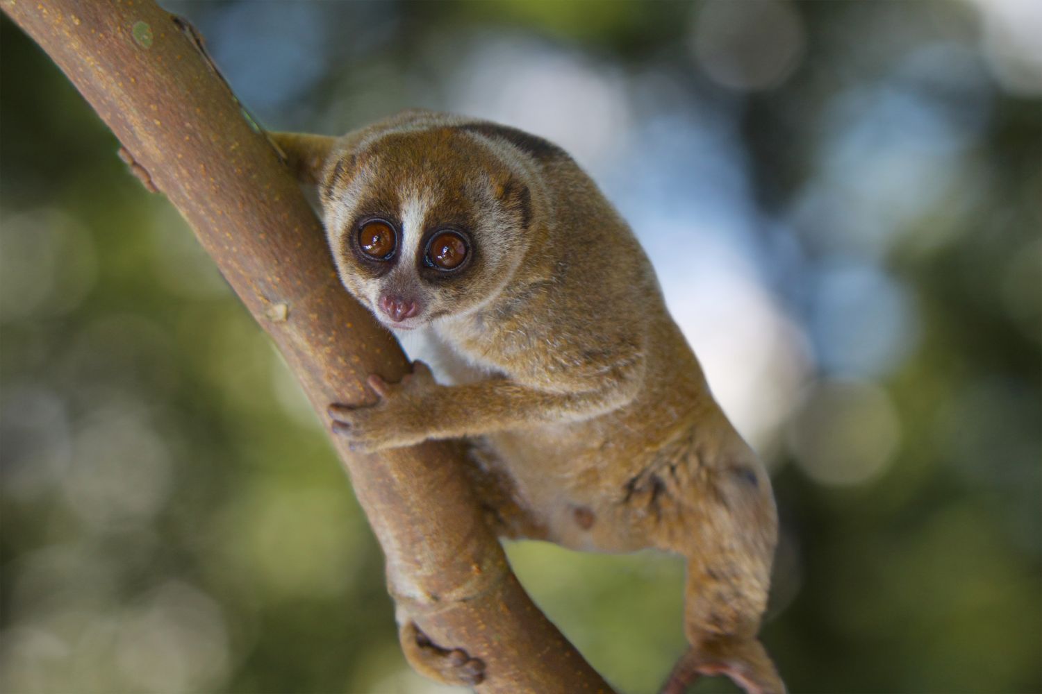 The Kukang Movie: A Story about Slow Lorises and People