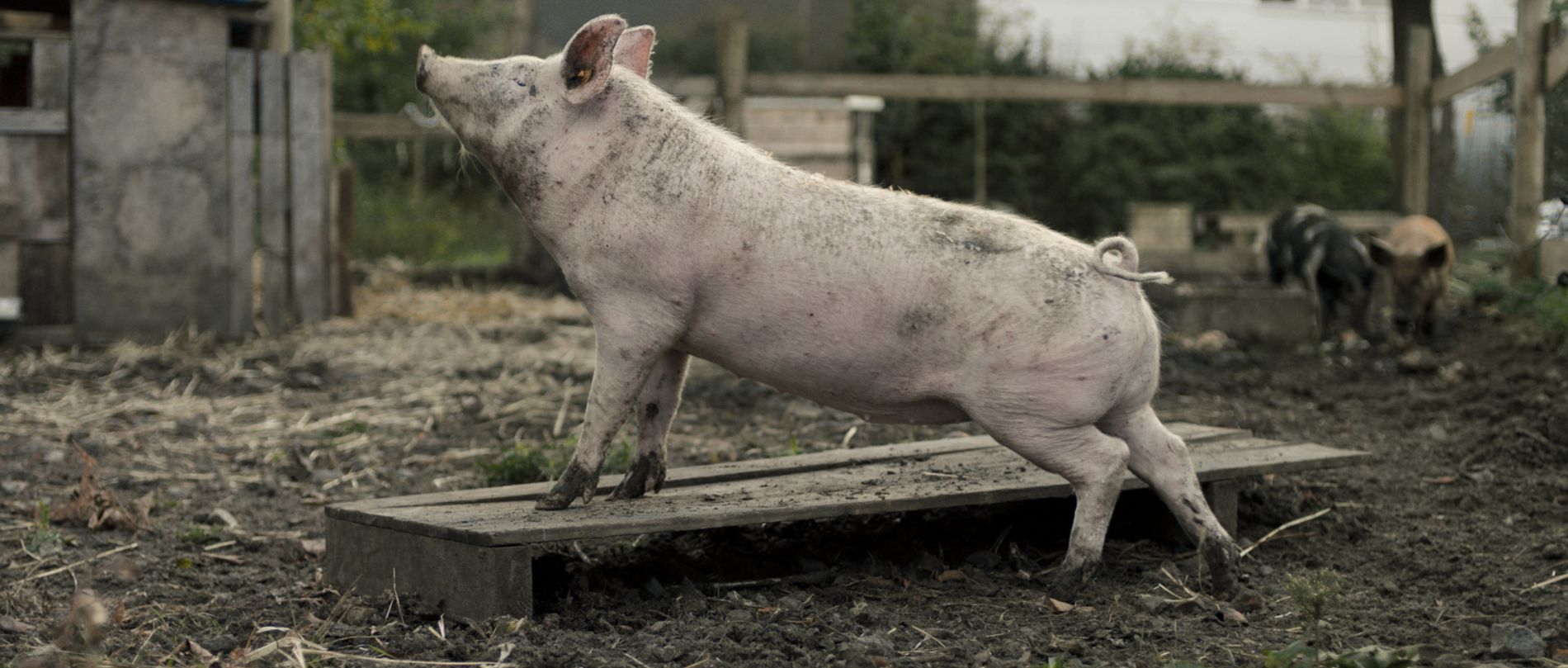 New Pigs on the Block