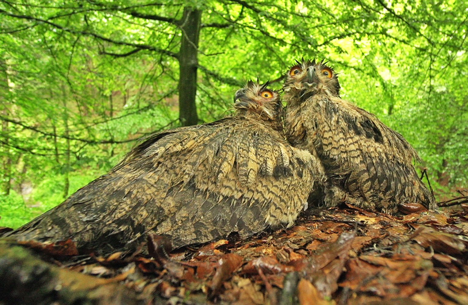 The Storm - Wildlife in Wild Weather