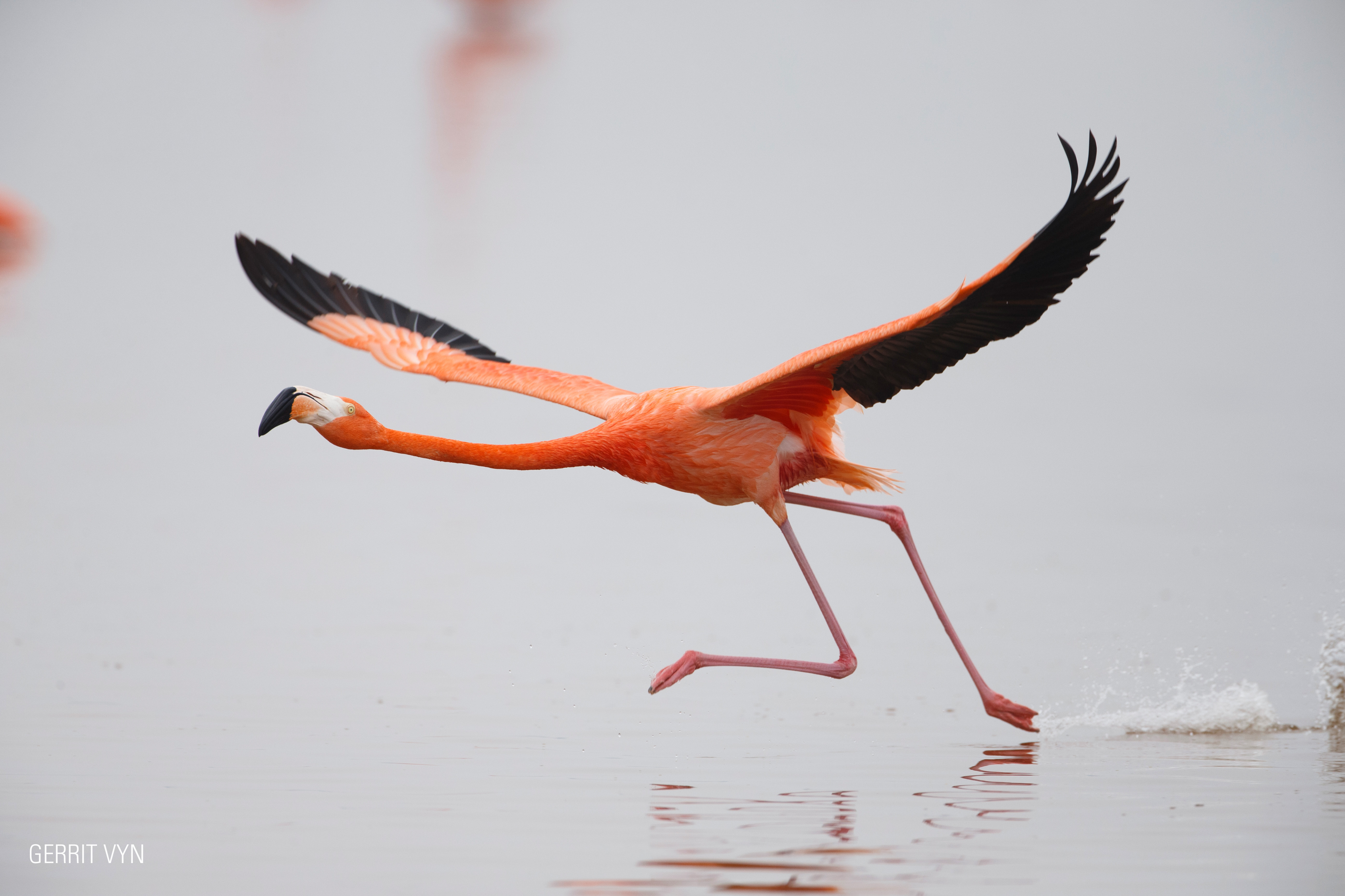 Flamingos La vida despues del meteorito