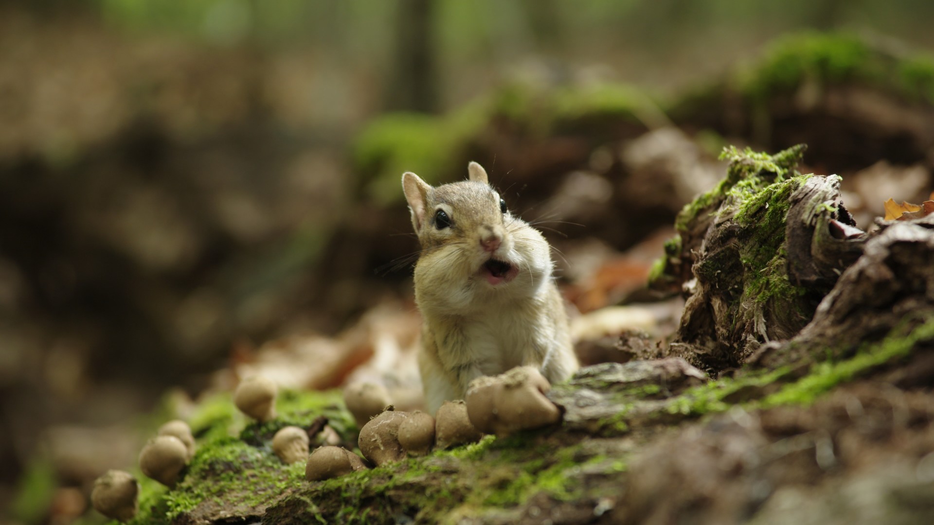 Going Nuts - Tales from the Squirrel World