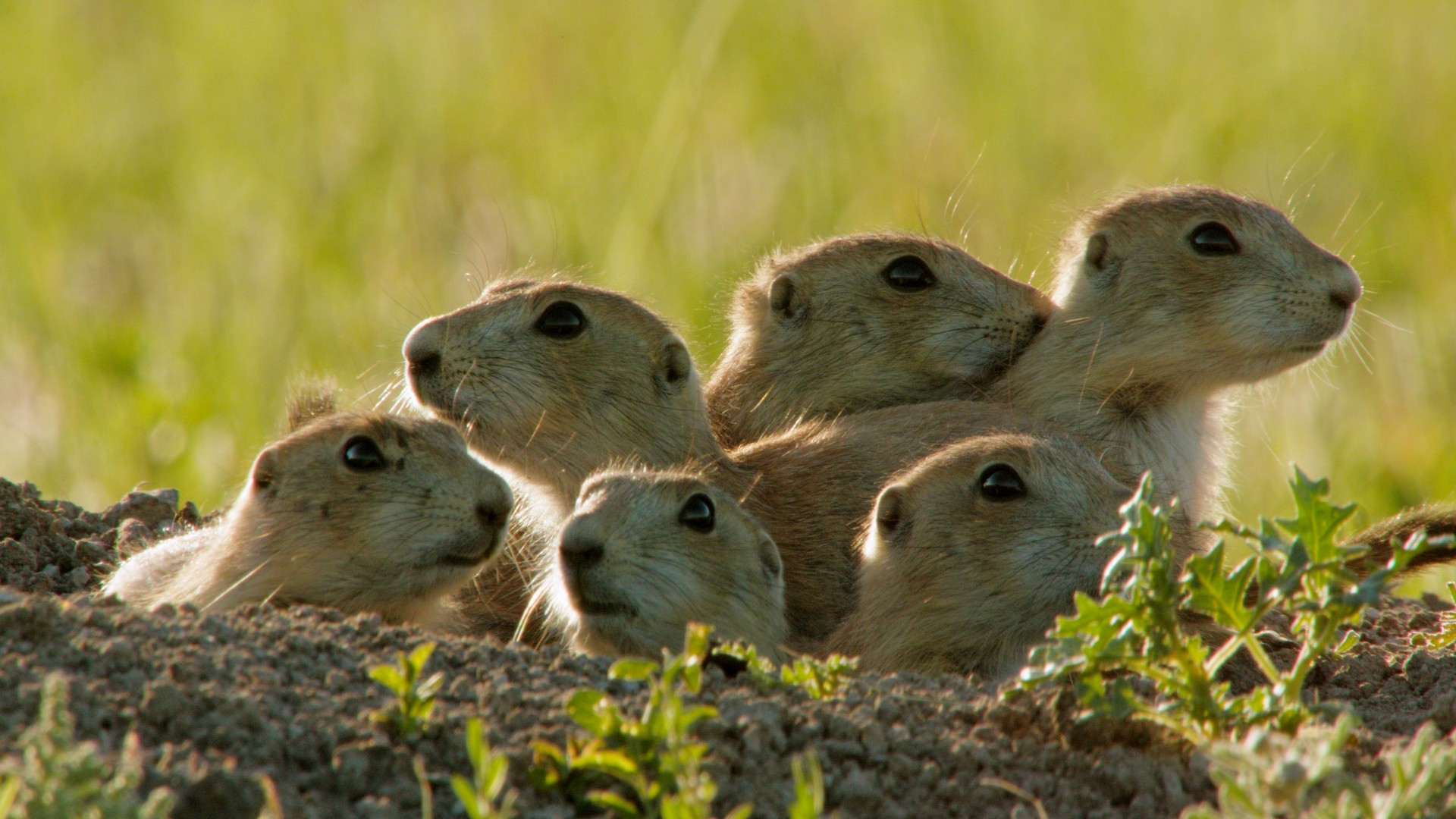 Going Nuts - Tales from the Squirrel World