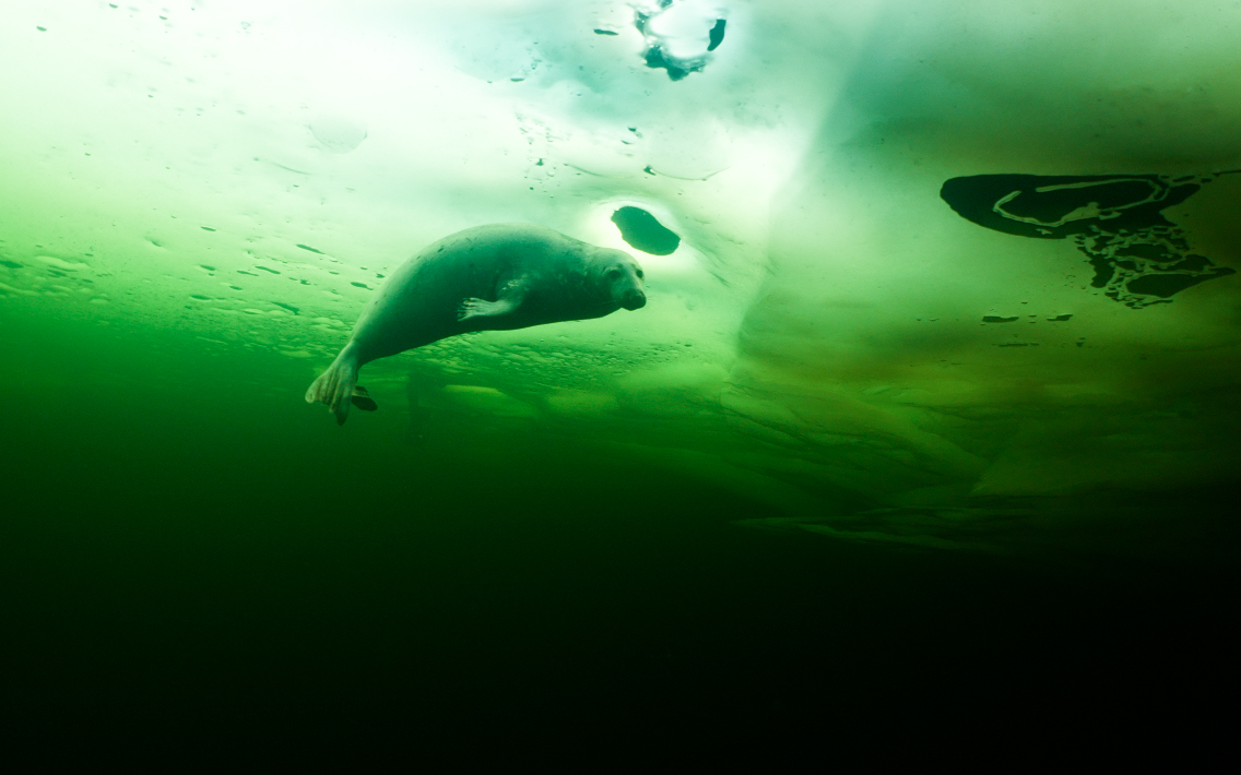 The secret Life of Seals