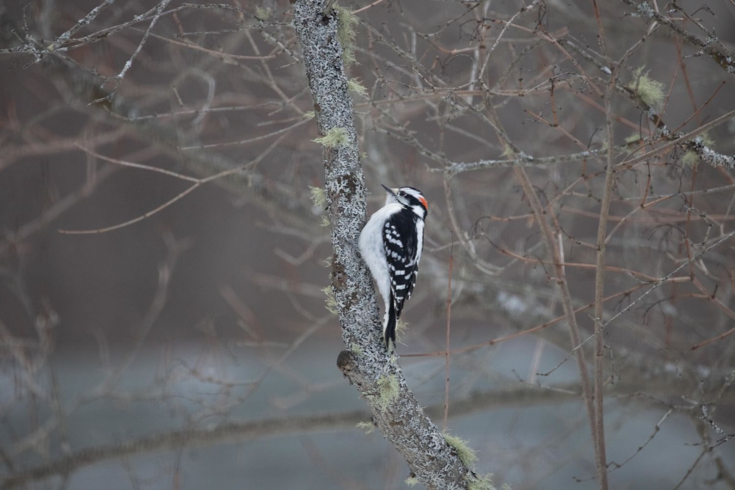 Woodpeckers: The Hole Story