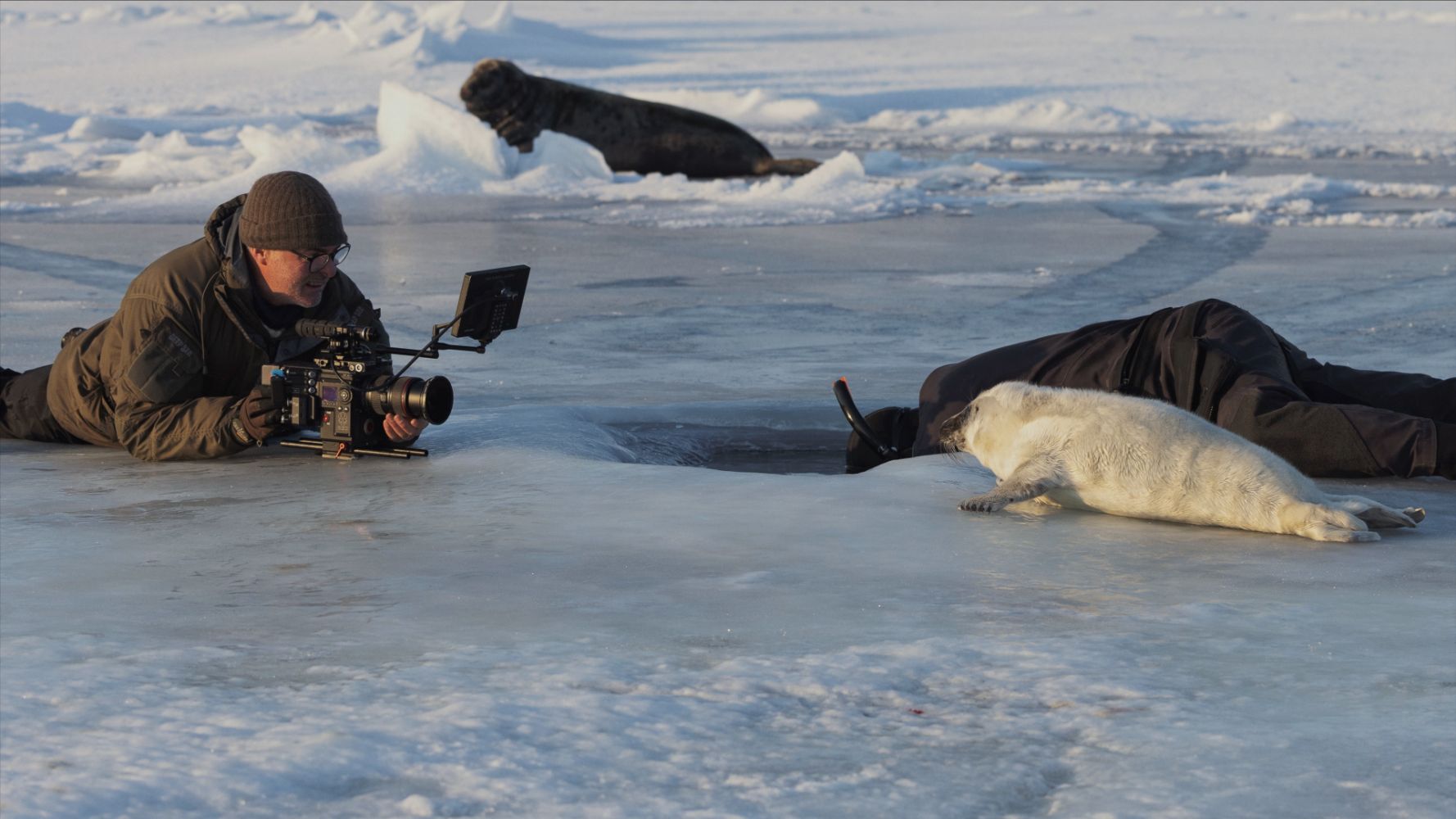 Chasing Walrus (With A Stubborn Photographer)