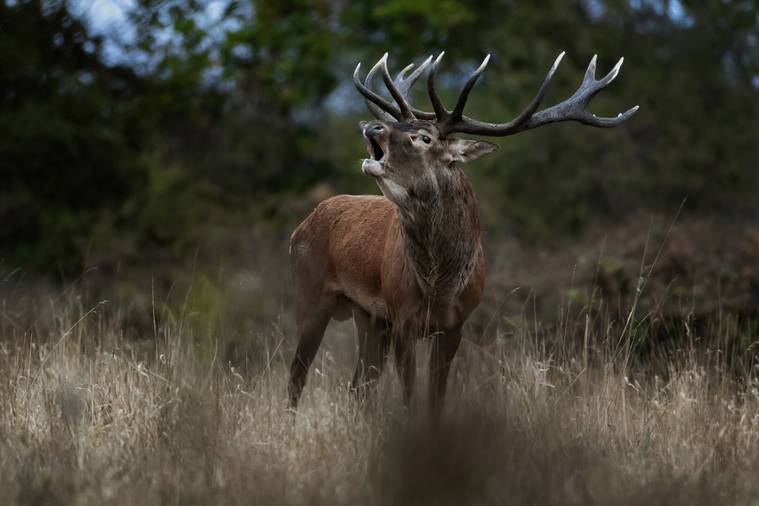 Oh Deer!