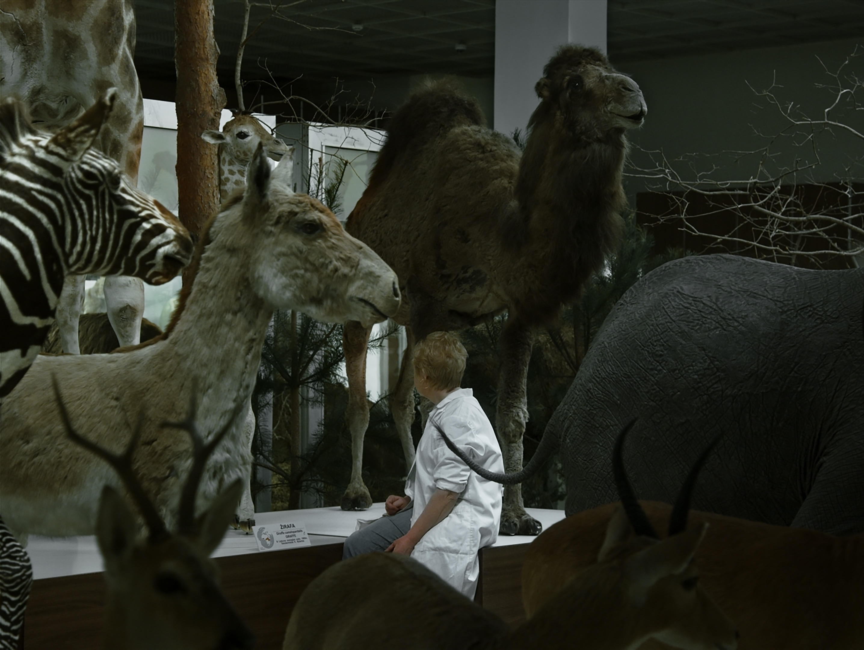 Animus Animalis. A Story About People, Animals and Things