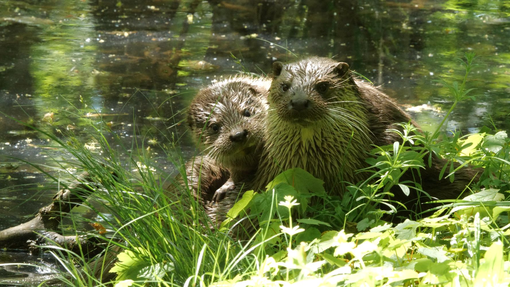 The Otter, a Legend returns