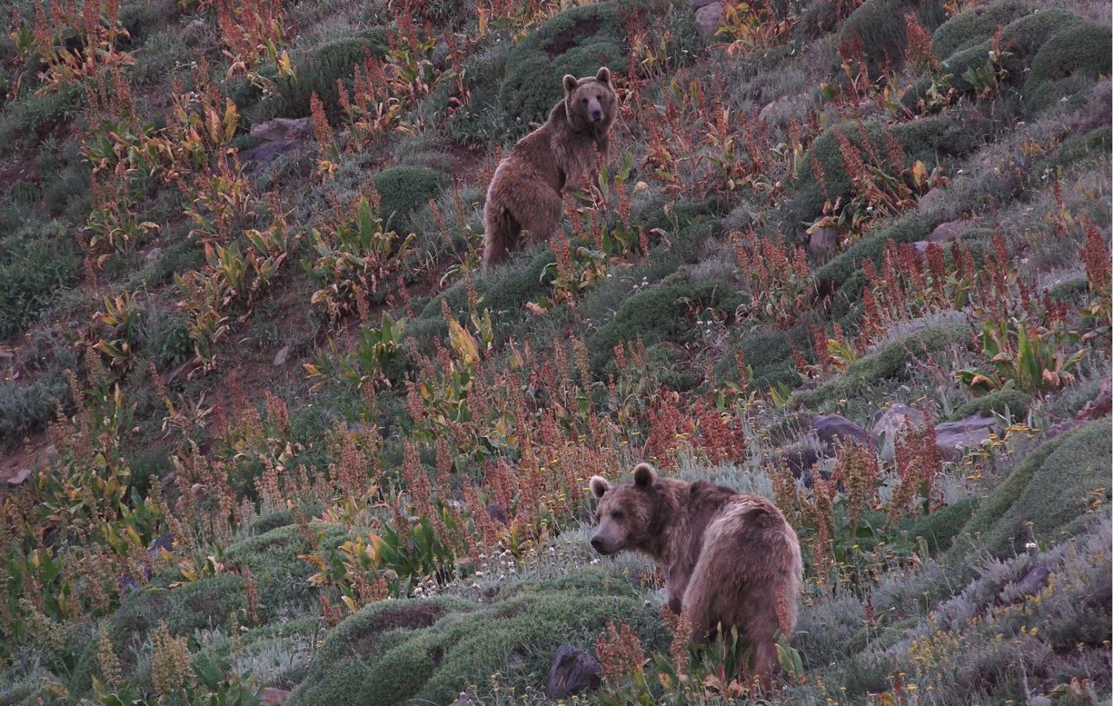 En busca de osos