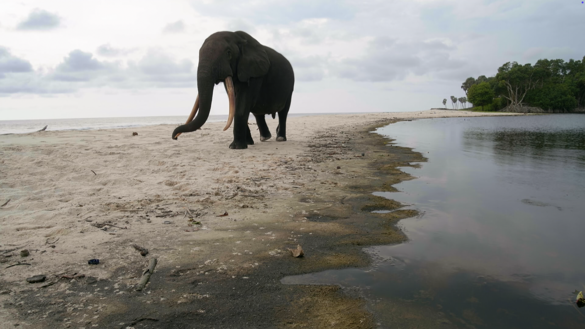 Surfing Hippos - Gabon’s Jungle Beach