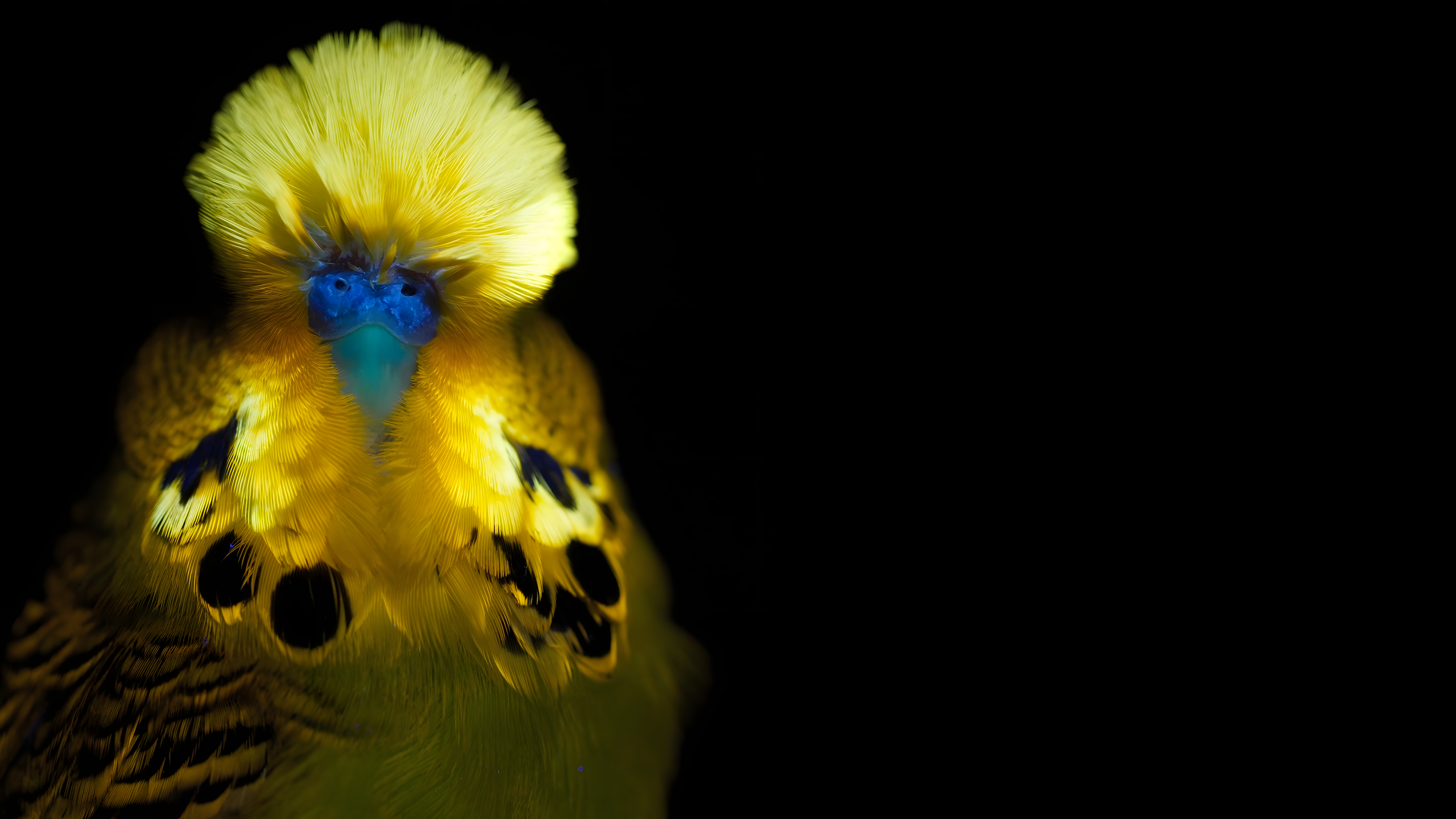 Le monde sauvage en fluo