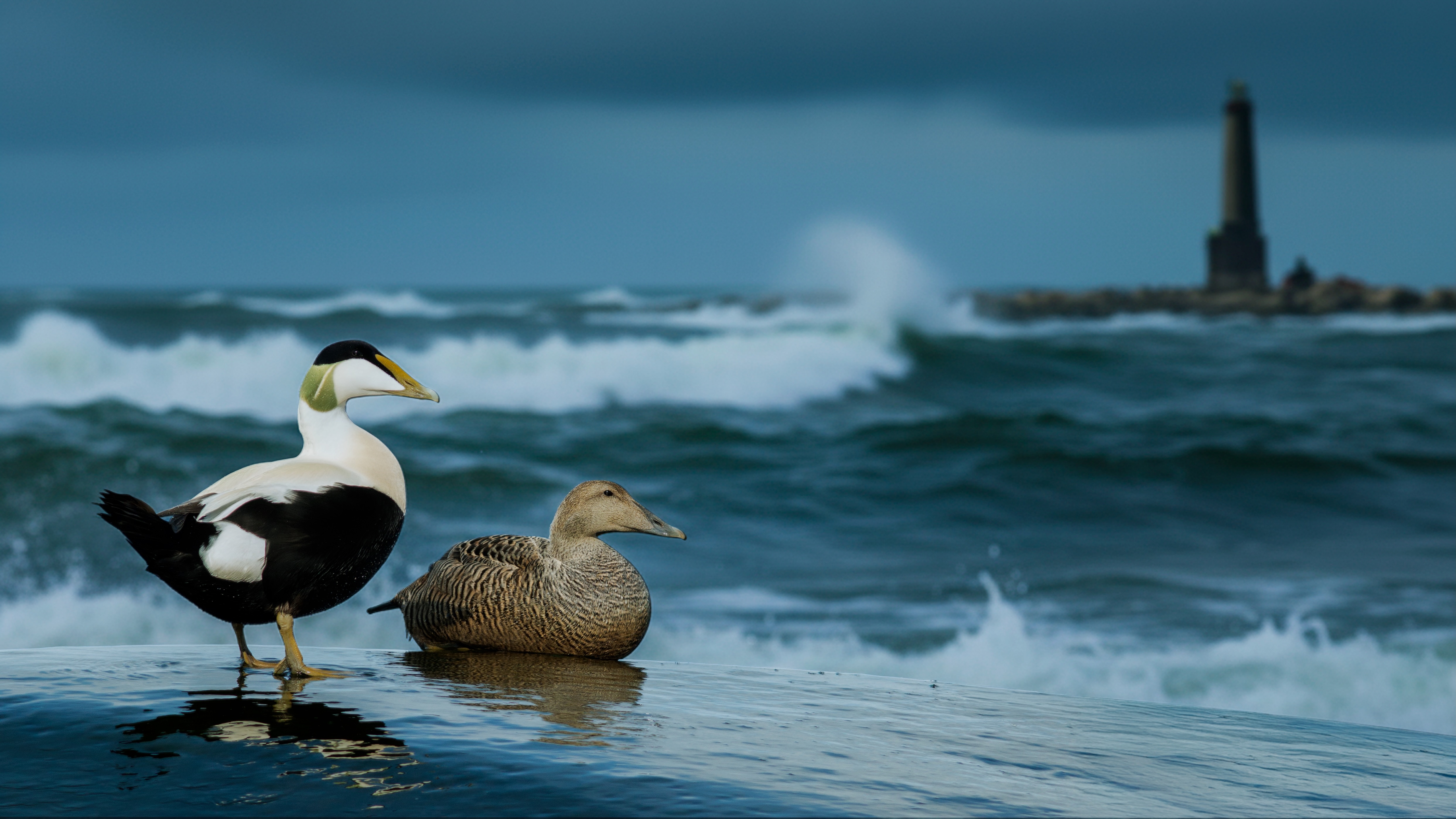 The Cry of the Eider 