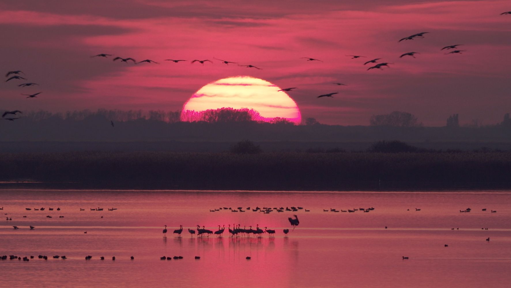 Kurepoja pikk teekond / A young Crane's long Journey