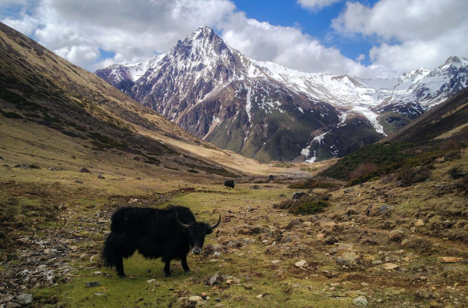 Rare Survivors - China's Iconic Wildlife