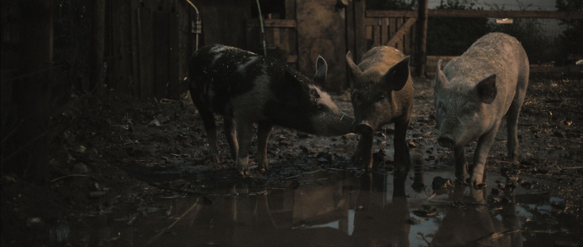 New Pigs on the Block