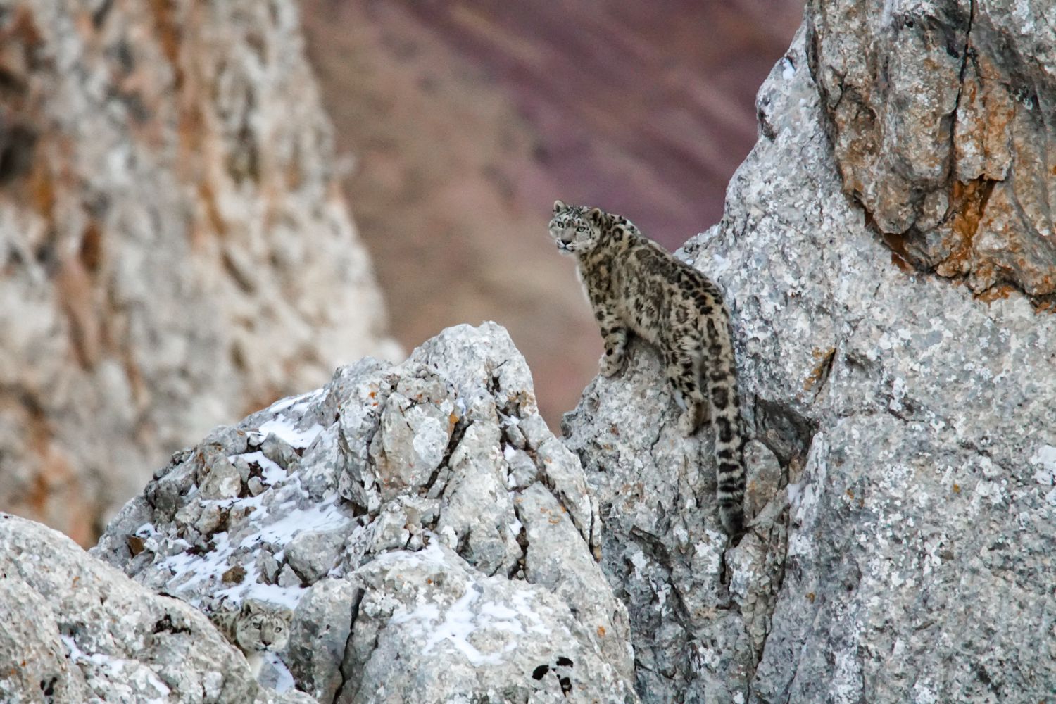 Snow Leopards and Friends