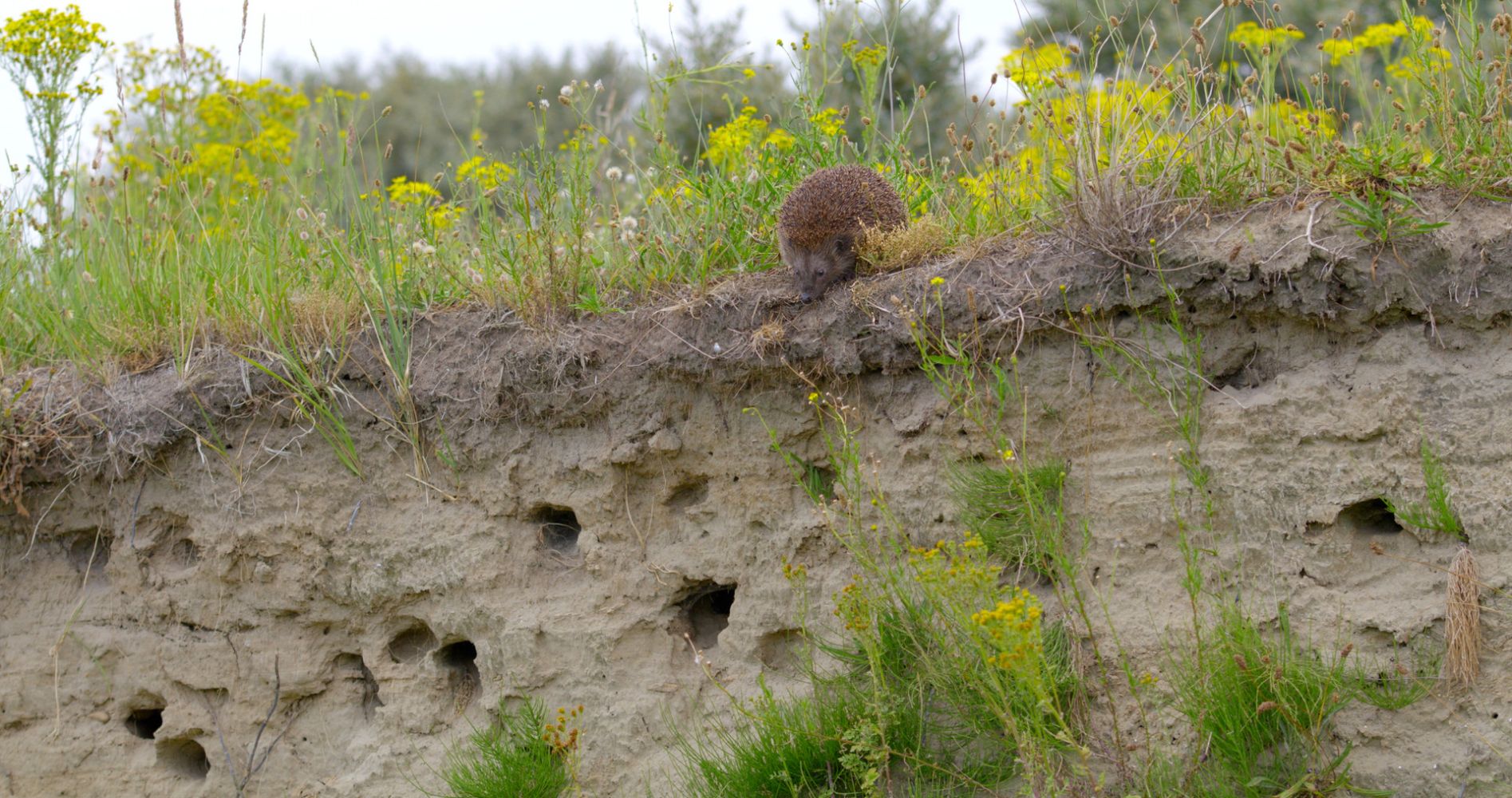 Wild Port of Europe - Nature on the Edge