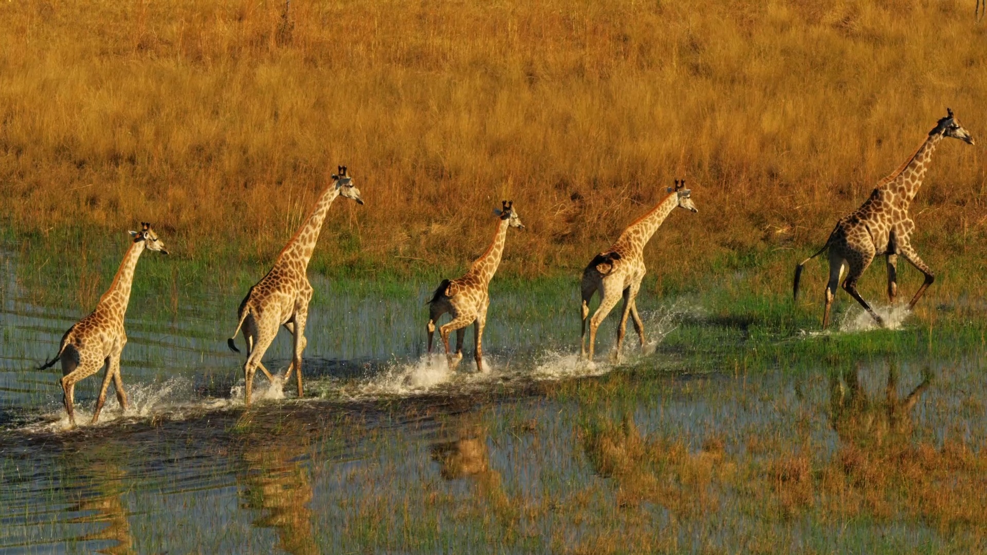 Okavango: River of Dreams
