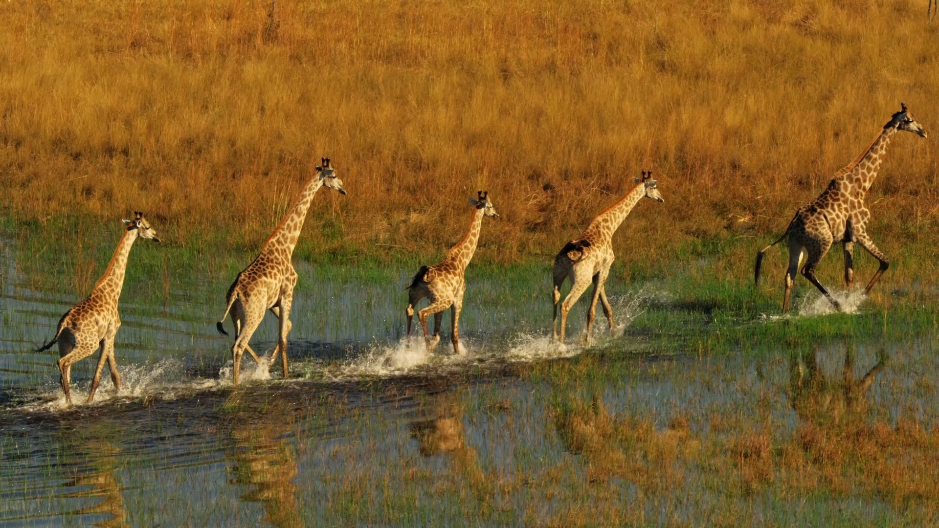 Okavango - unistuste jõgi / Okavango: River of Dreams