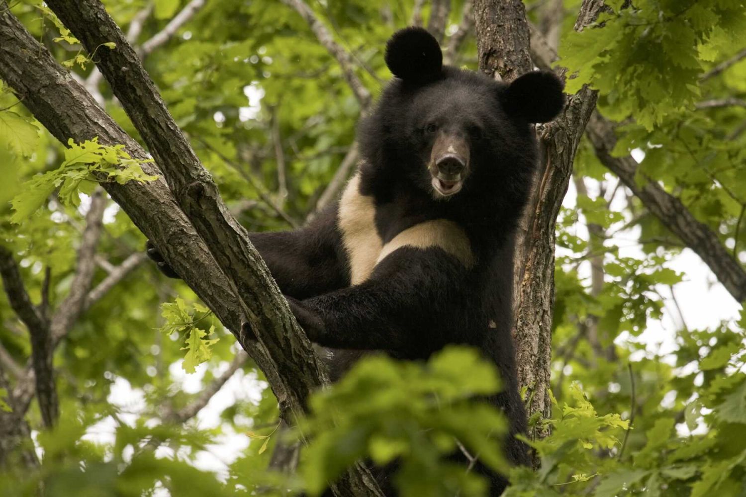 Bearland 