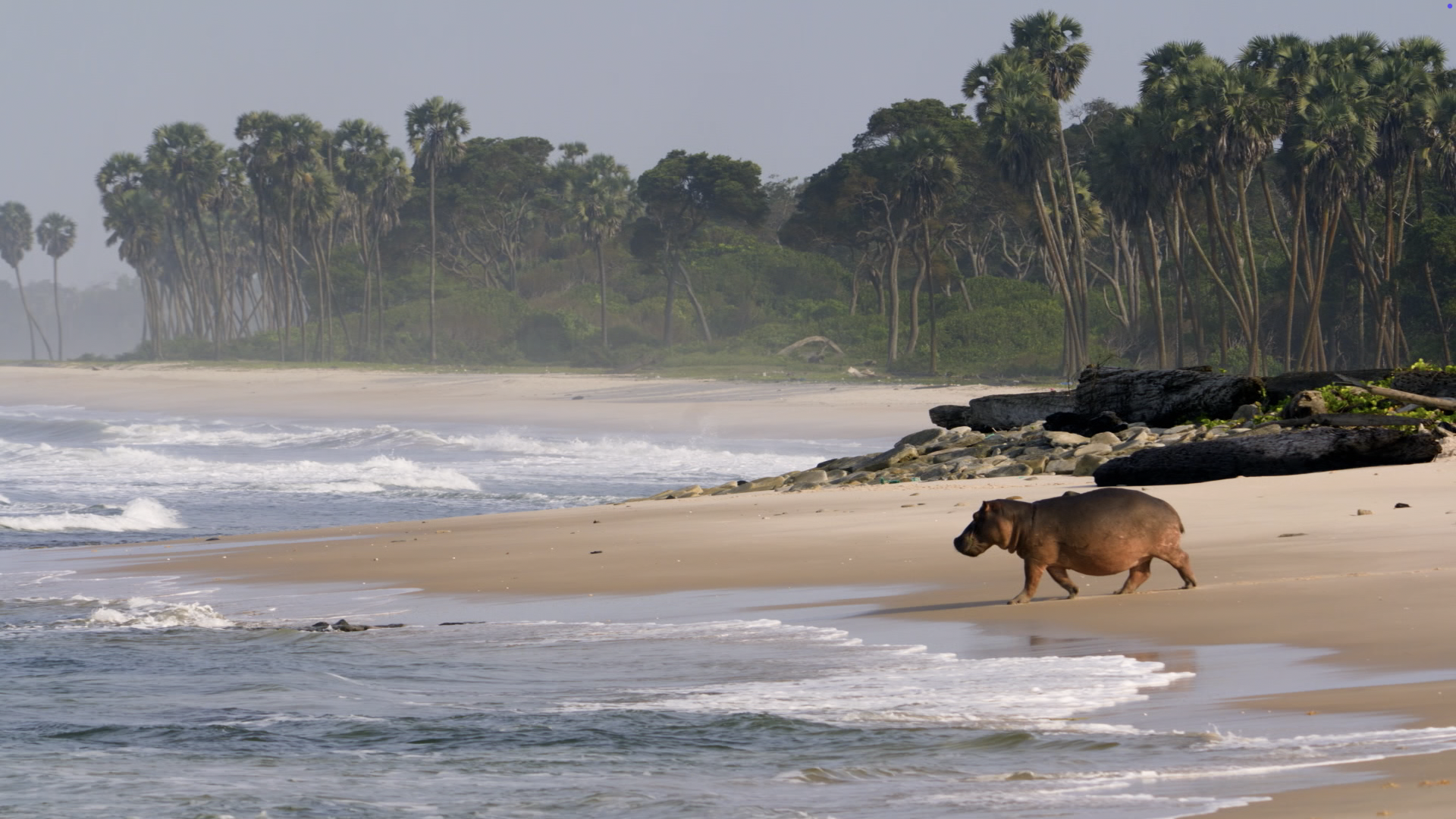 Surfing Hippos - Gabon’s Jungle Beach