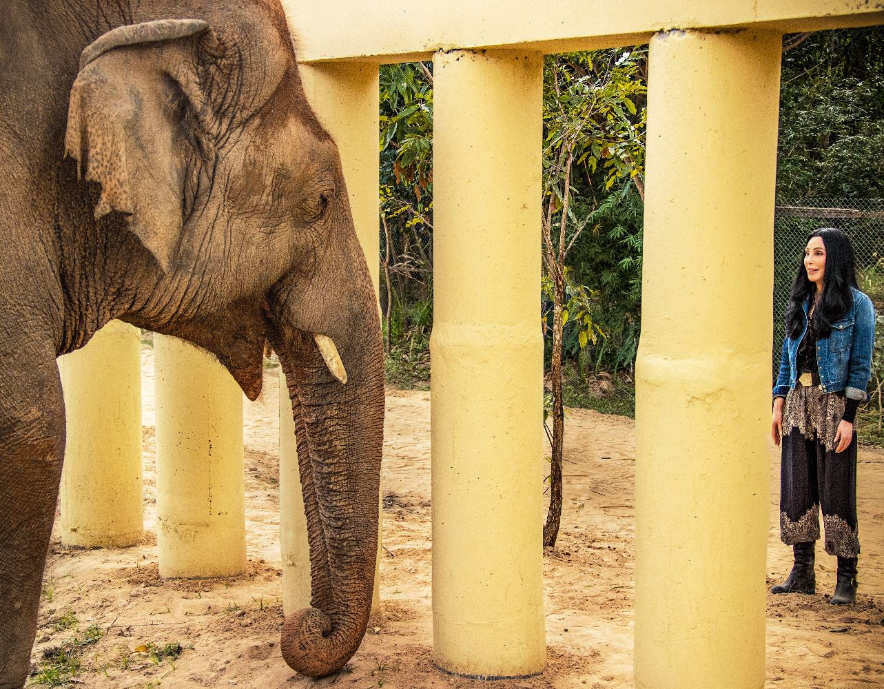 Cher and the loneliest Elephant