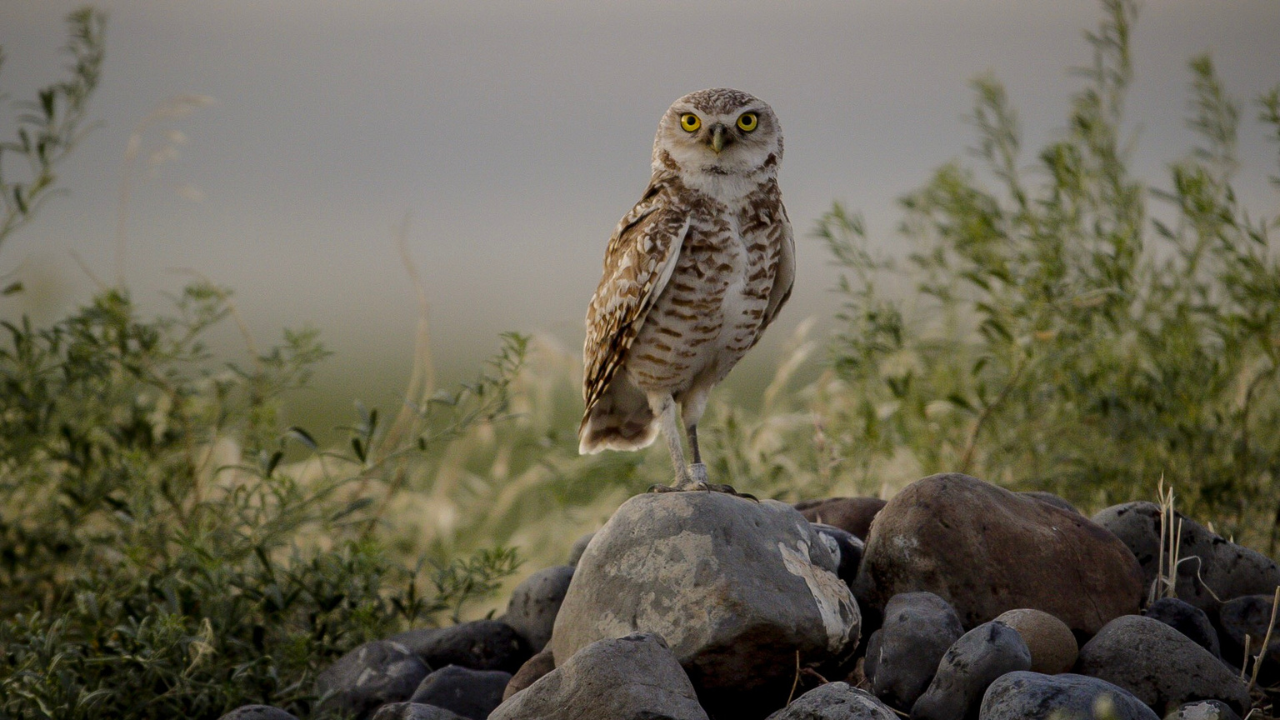 Burrowing Owls: A Love Story