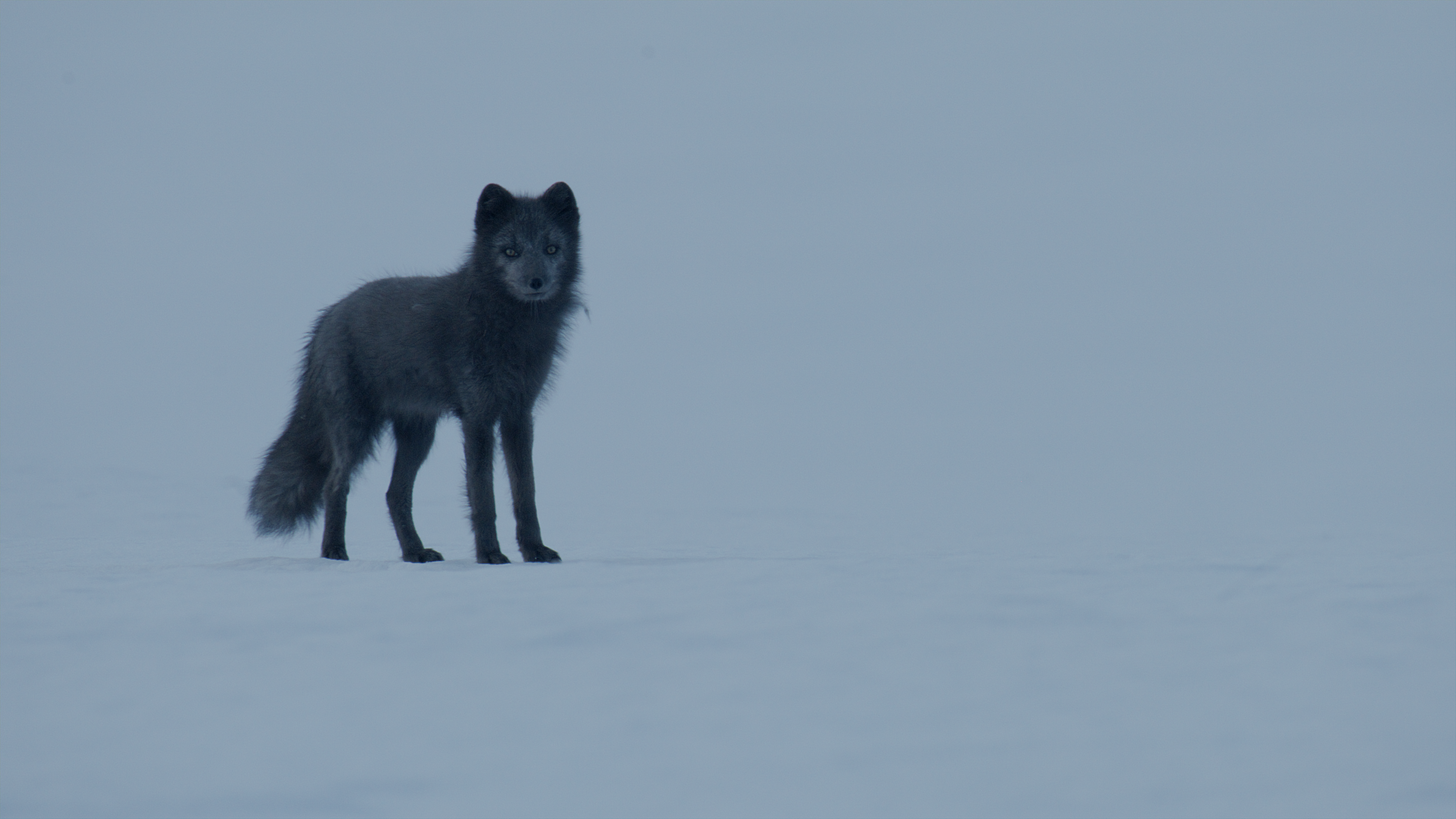 The Journey of the Blue Fox