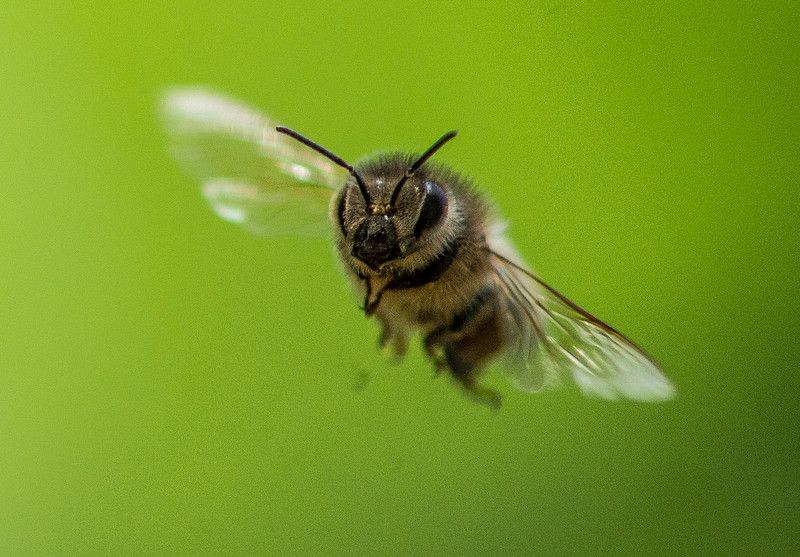 Ziemlich wilde Bienen