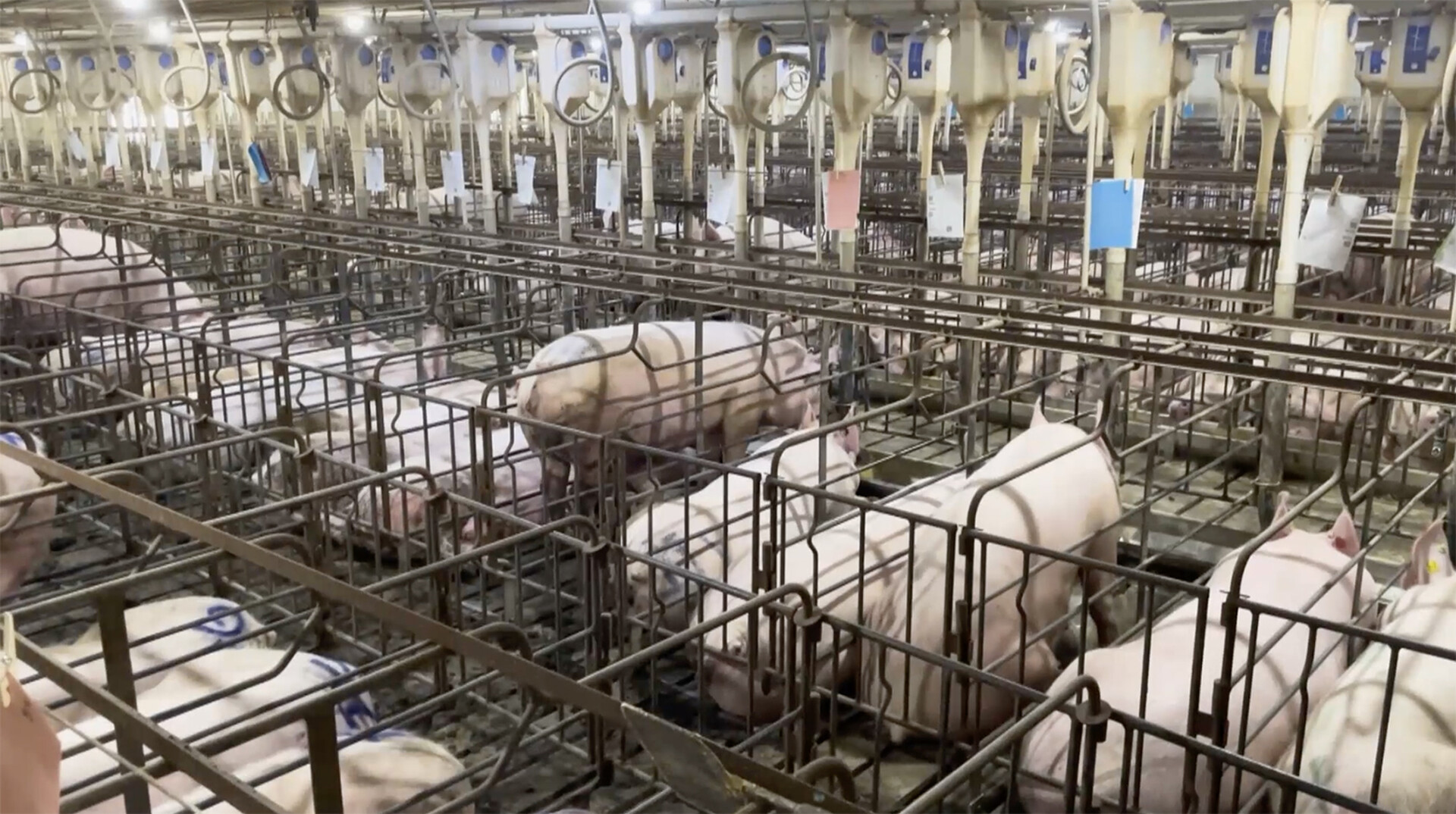 Agriculture aux États-Unis: enquête au royaume de la malbouffe