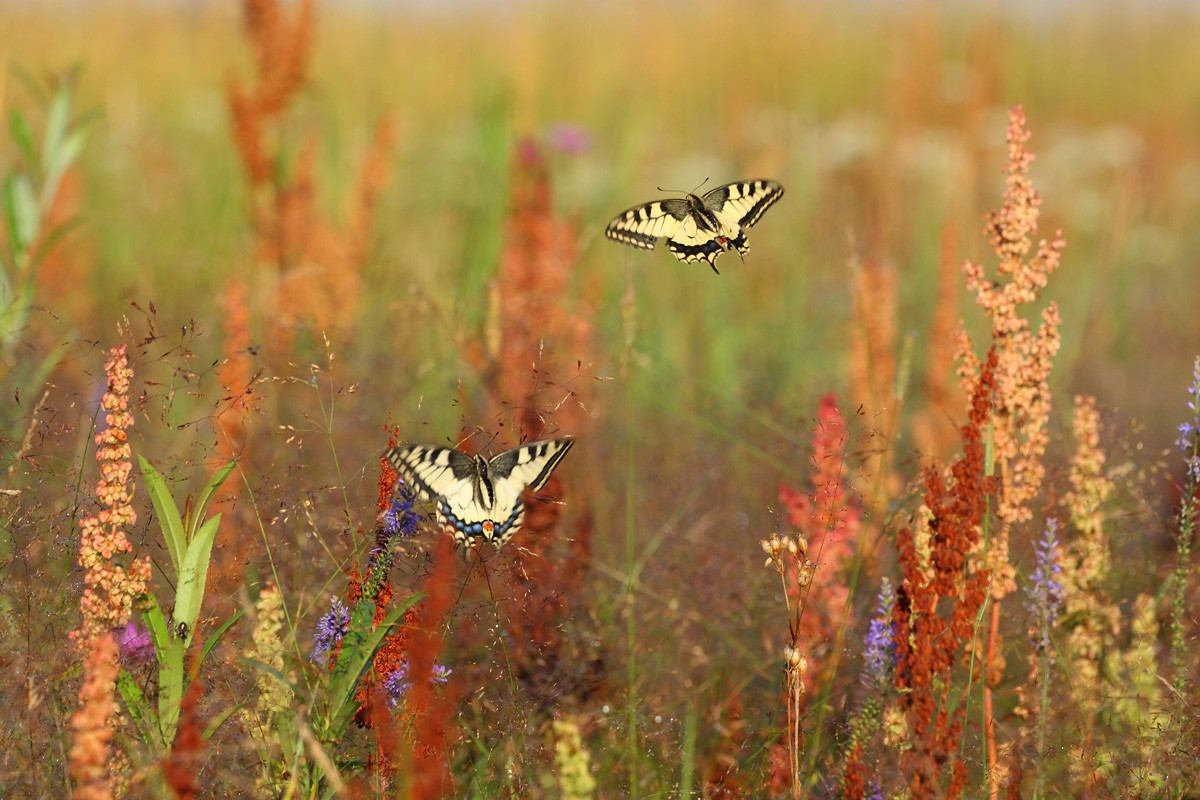 Swallowtails. Photo: Remo Savisaar