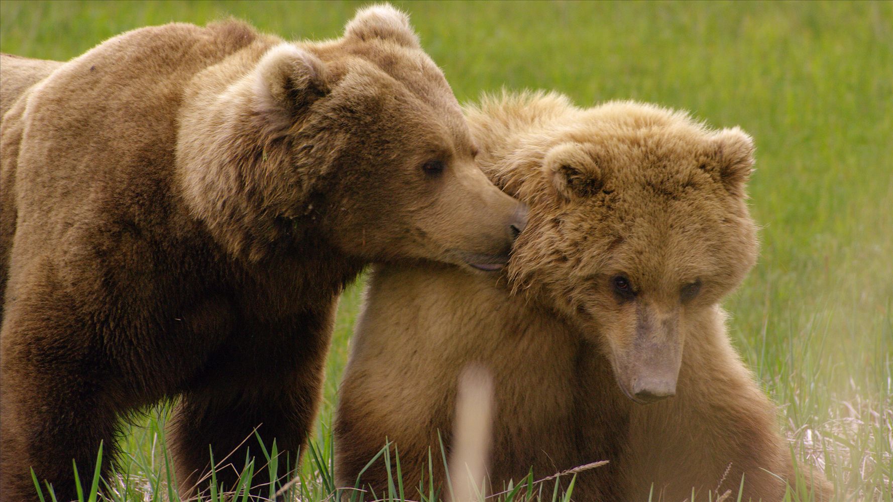Parents in the Wild - Mating Games and Birth Days