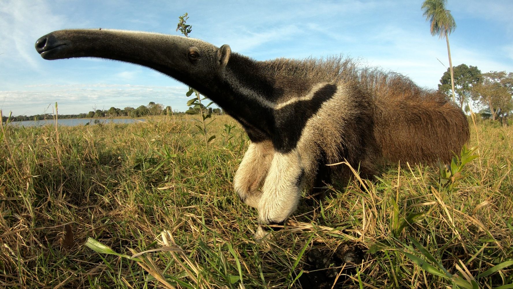 Pantanal - Brazil's Natural Miracle
