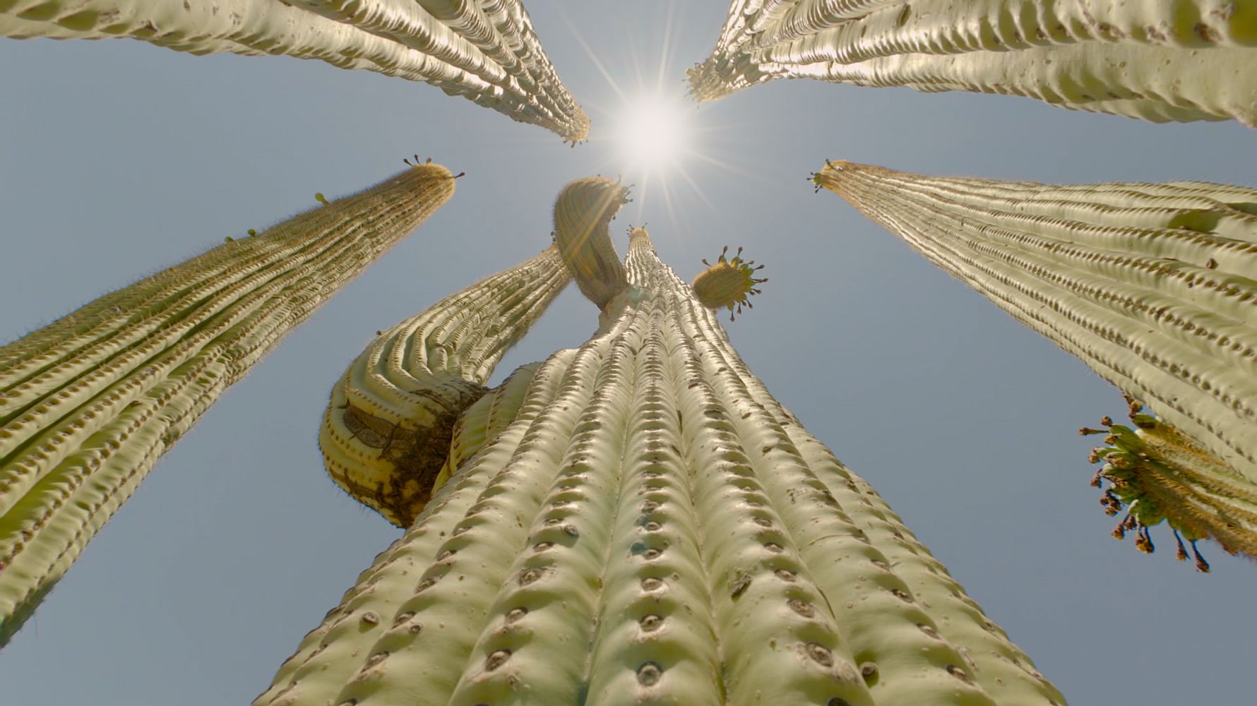 Cactus Hotel