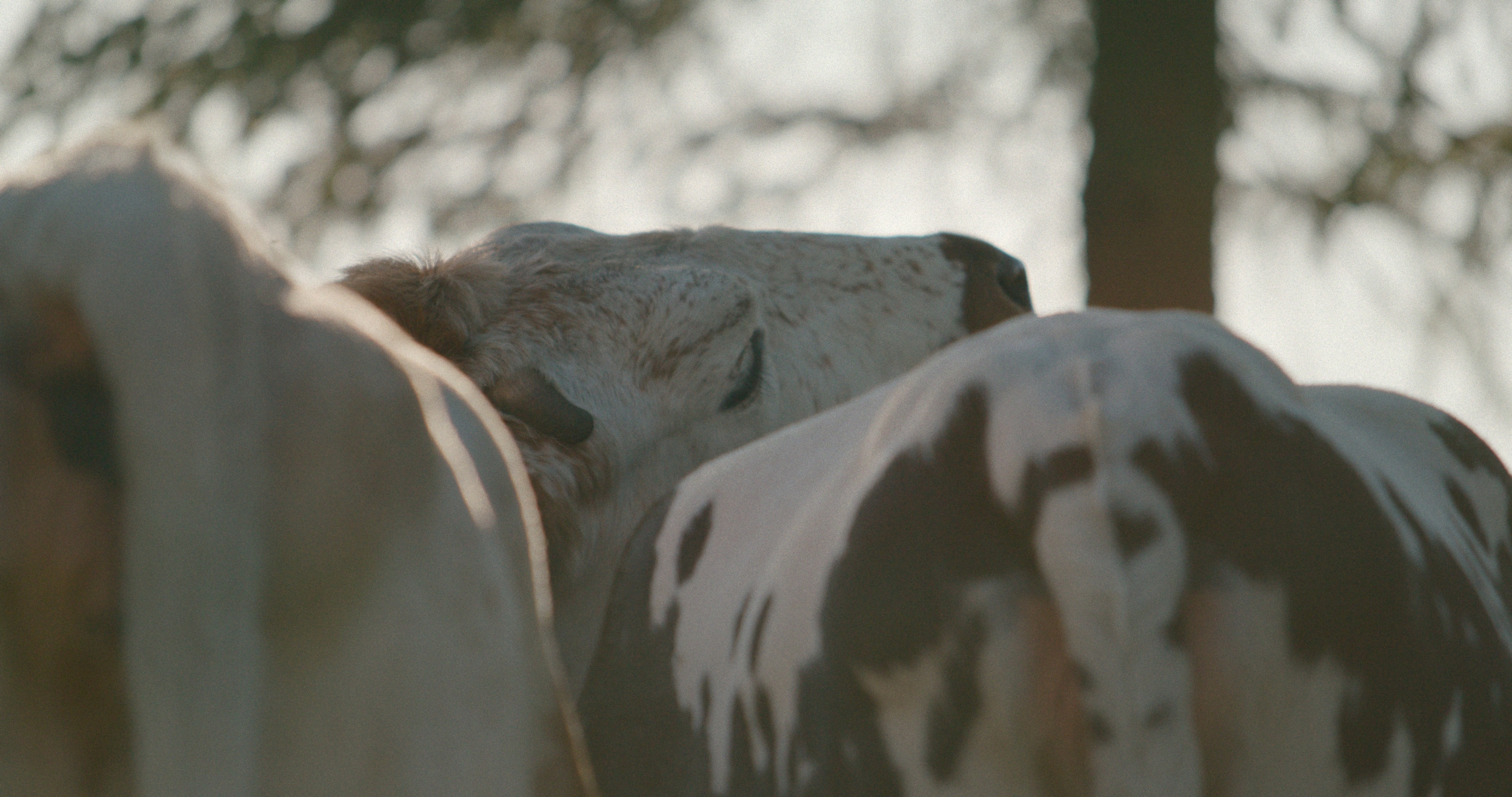 Fabulous Cow Ladies