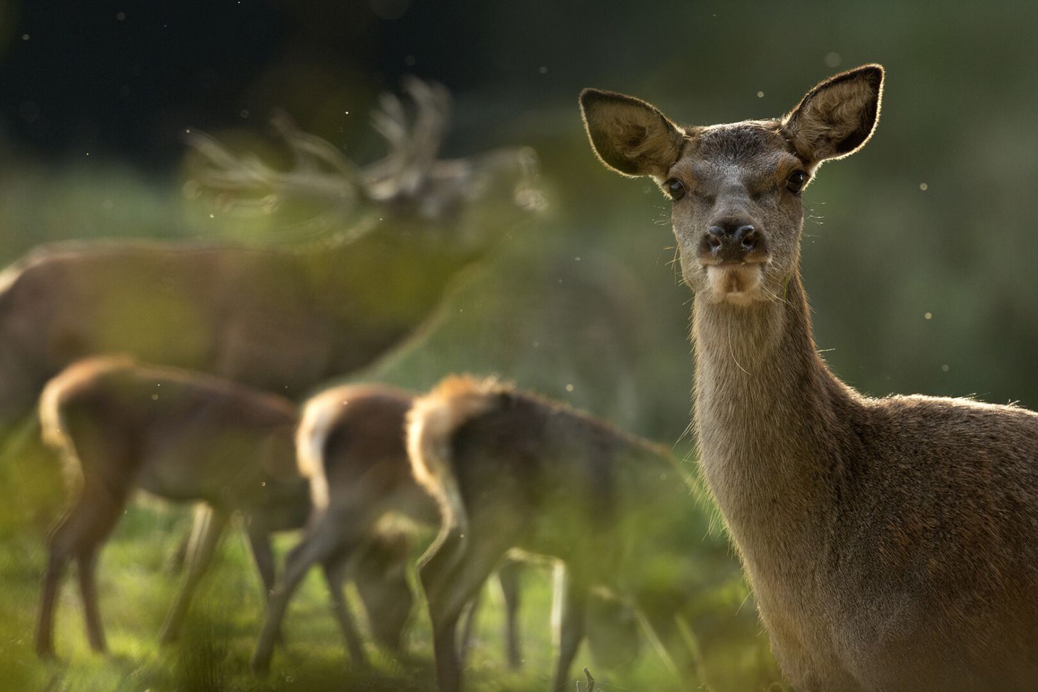 Sa Majesté le Cerf