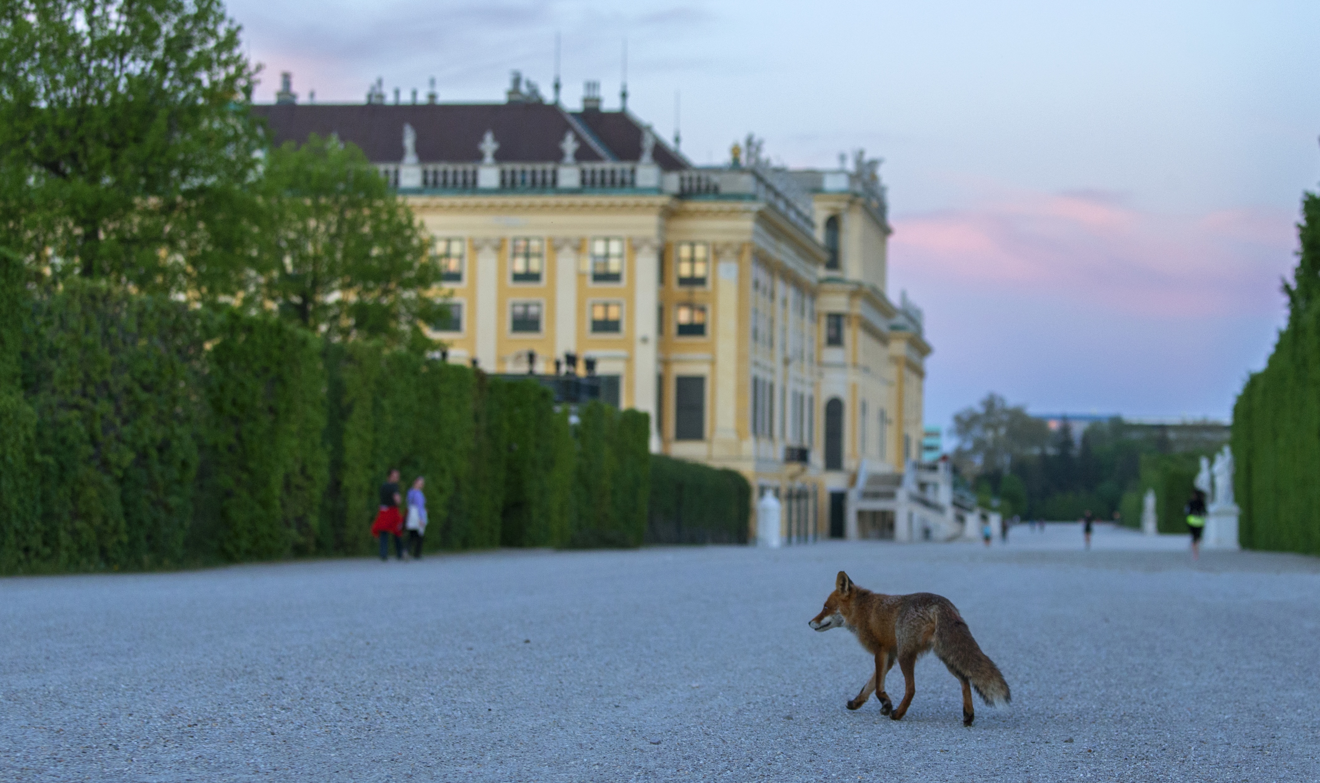 Wildes Wien