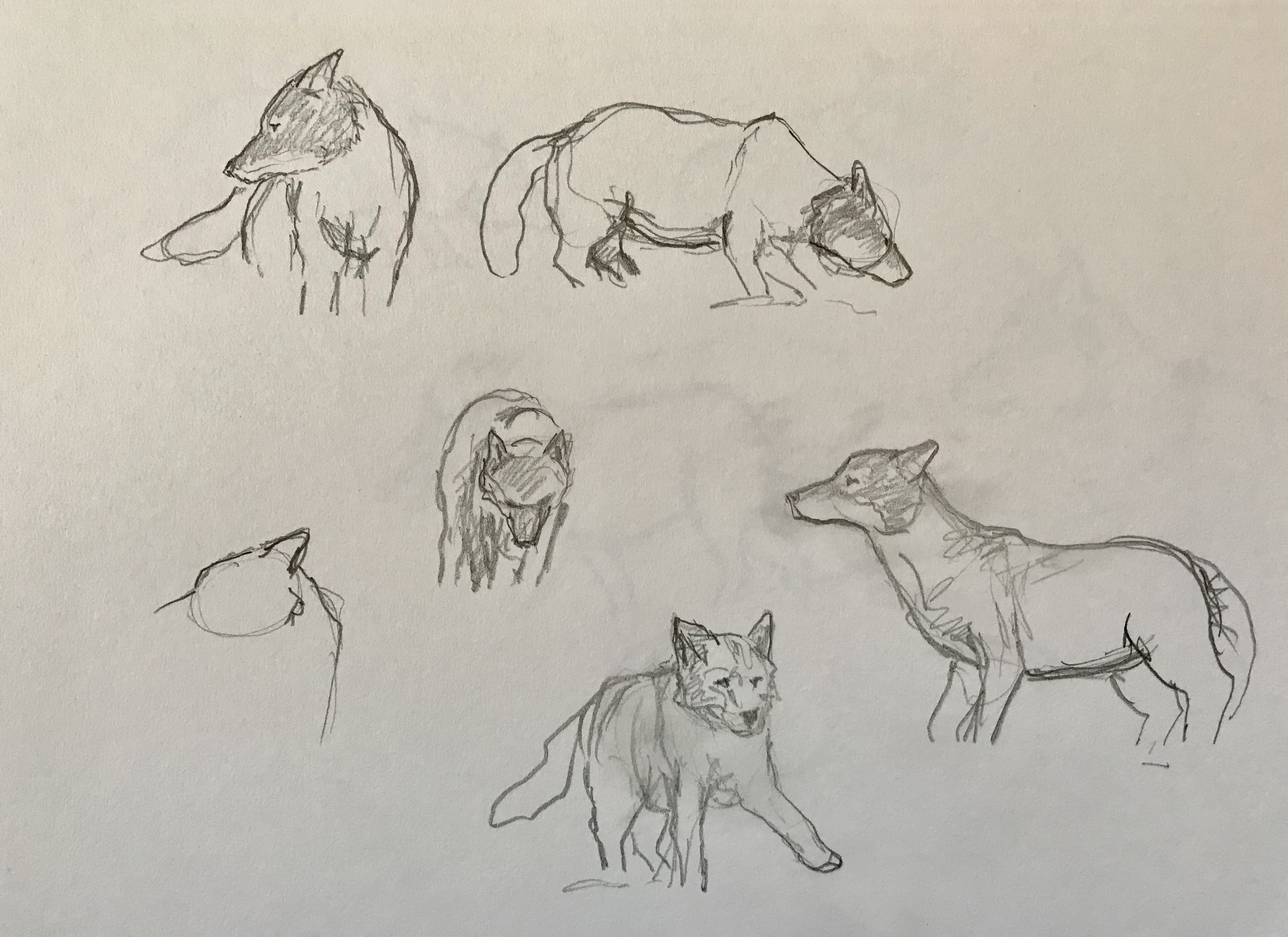 L'affût aux loups