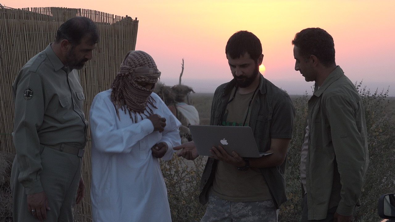 Houbara