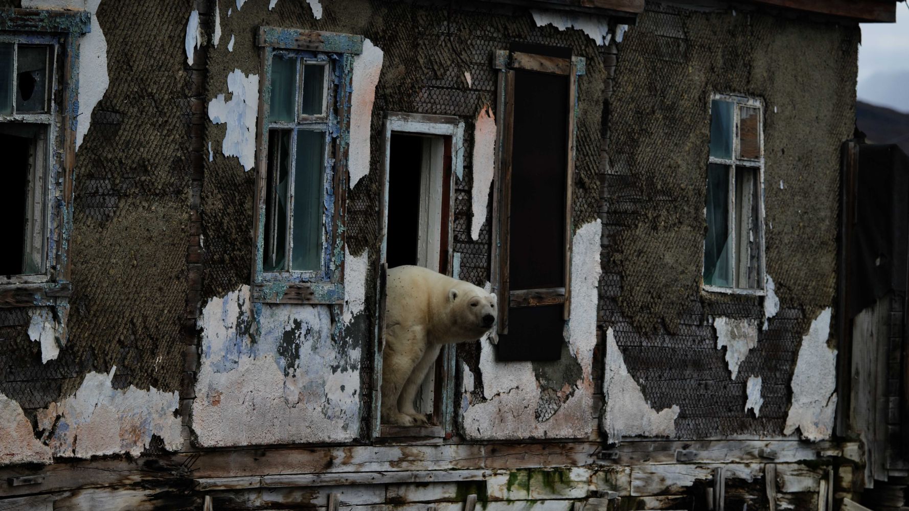 Bearland 