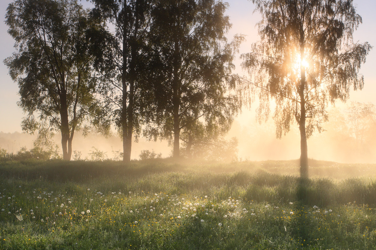 Summer morning. Photo: Remo Savisaar