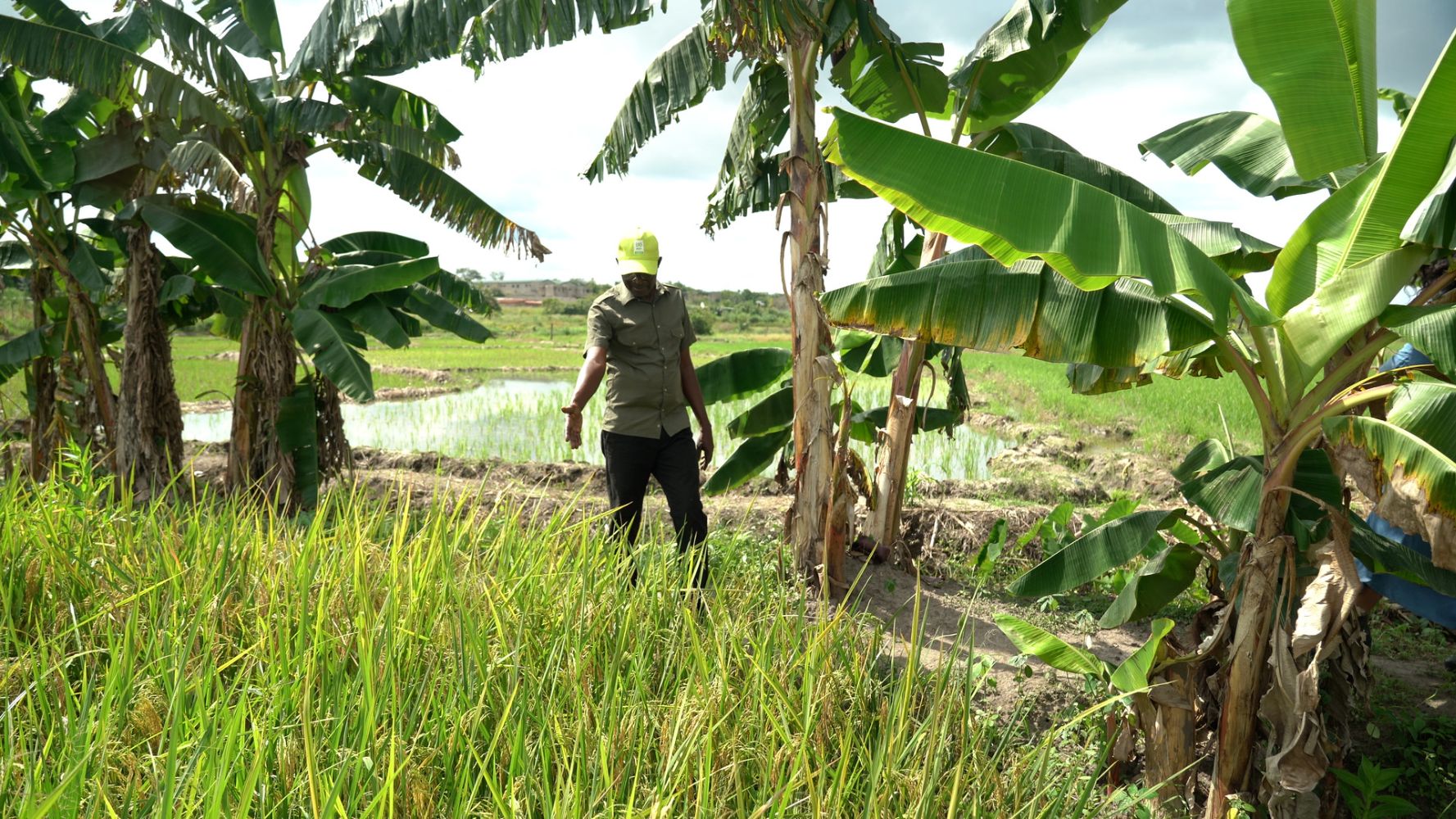 L'Afrique, les OGm et Bill Gates