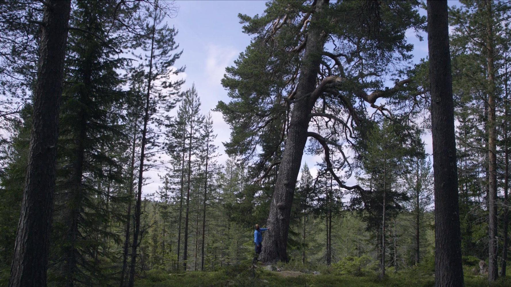 Om skogen