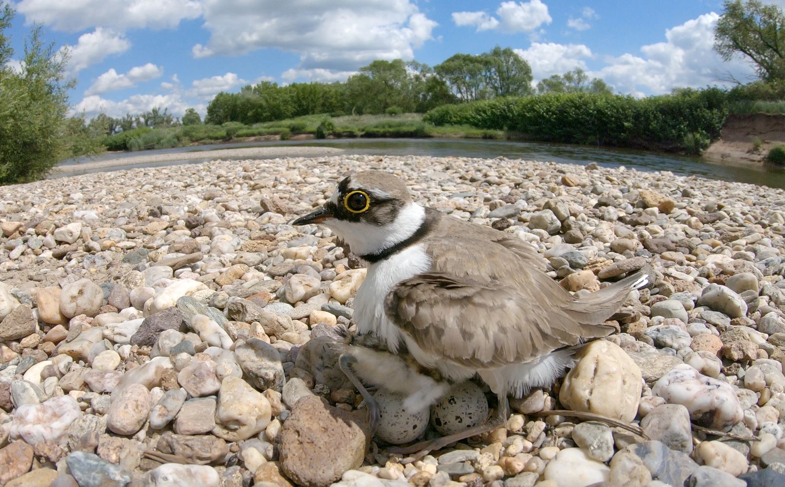 Flowing Freely - In the River of Life